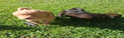 Mixed Breed dogs for sale: Jasper - Ad 6