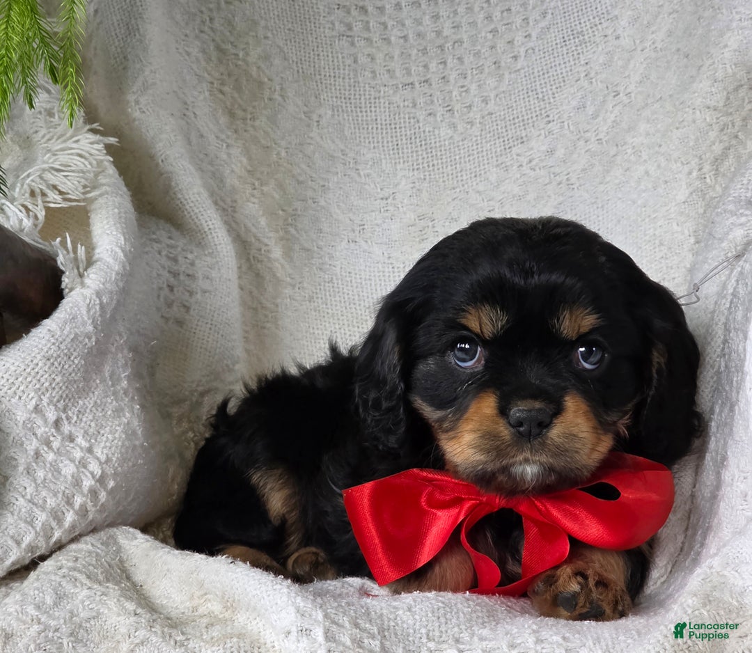 Cavalier King Charles Spaniel dogs for sale: Merry - Ad 2