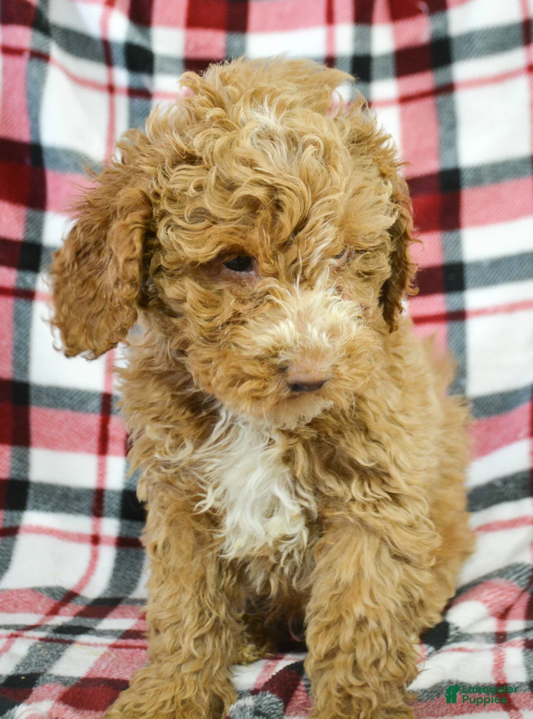 Miniature Poodle dogs for sale: Miniature Poodle Puppy 1 Perry - Ad 2