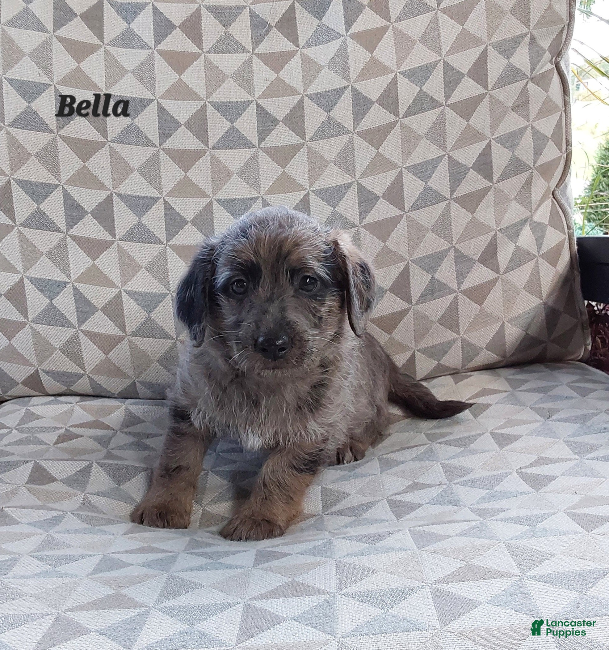 Miniature Labradoodle dogs Bella - Ad 4