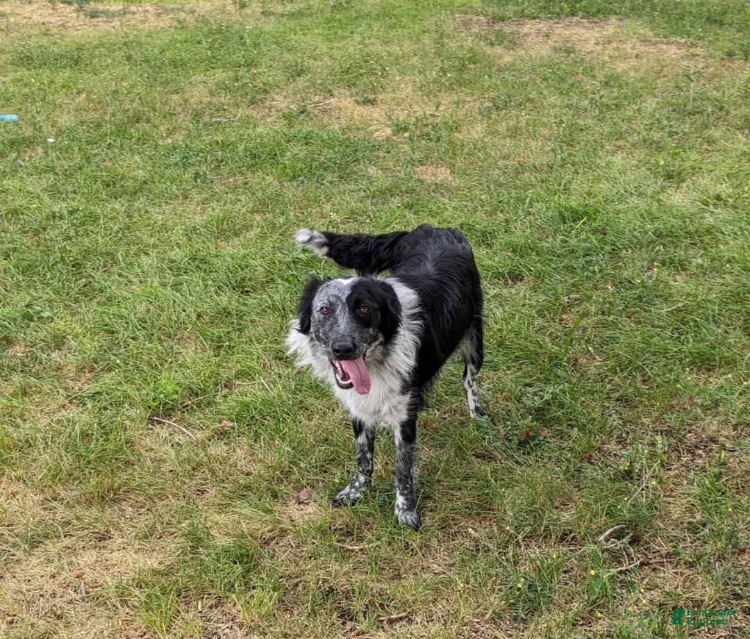 Mixed Breed dogs for sale: Male 1 (chris) - Ad 2