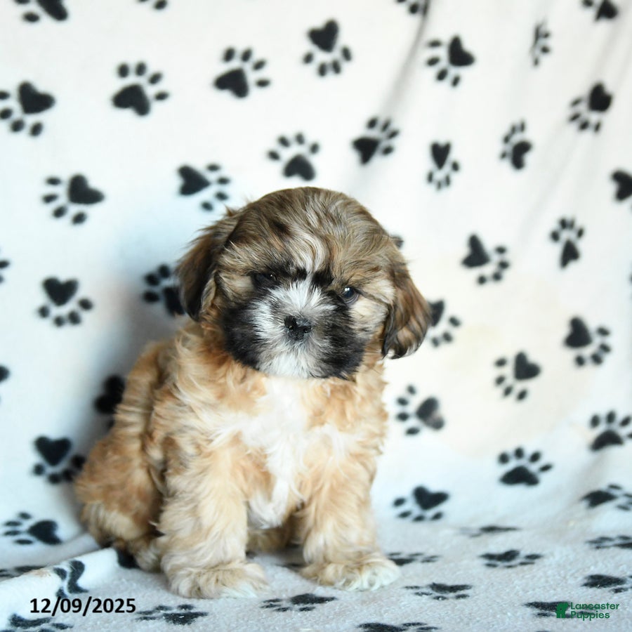 Shihpoo dogs Mohawk - Ad 16