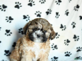 Shihpoo dogs Mohawk - Ad 3