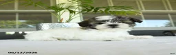 Teddy Bear dogs for sale: Kairy - Ad 4
