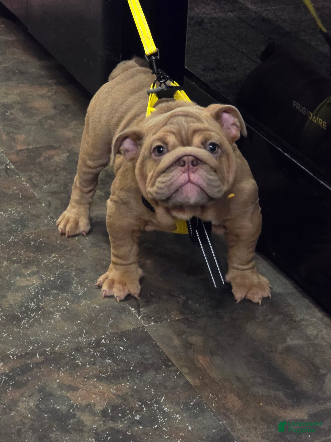 English Bulldog dogs for sale: Beatz  - Ad 10