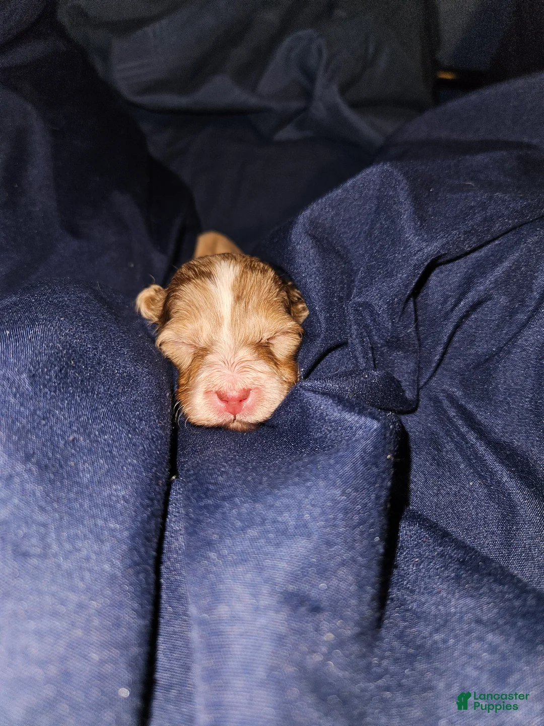 Miniature Dachshund dogs for sale: Miniature Dachshund Puppy 1 - Ad 2