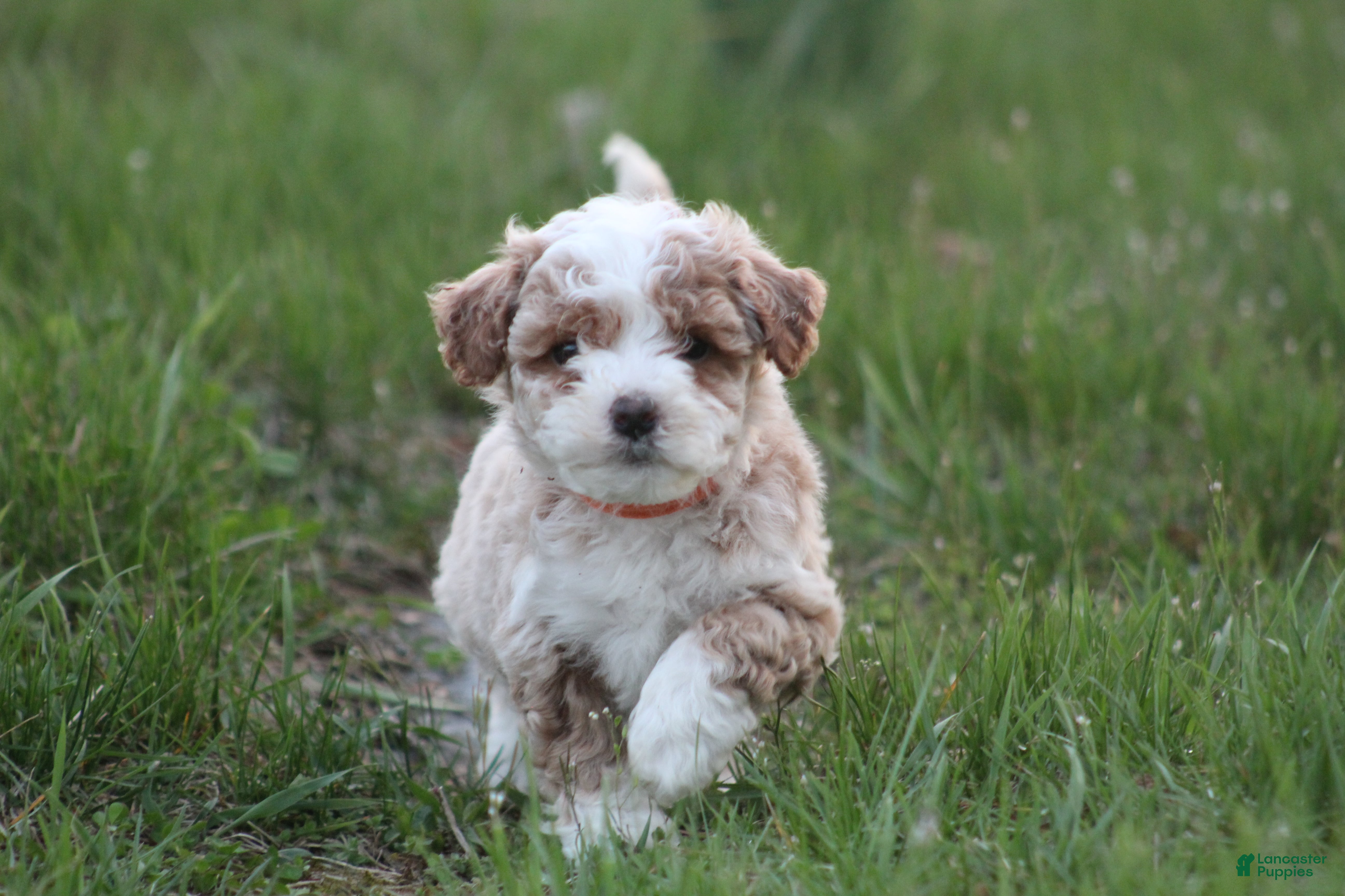 Bichpoo dogs Ryder - Ad 2