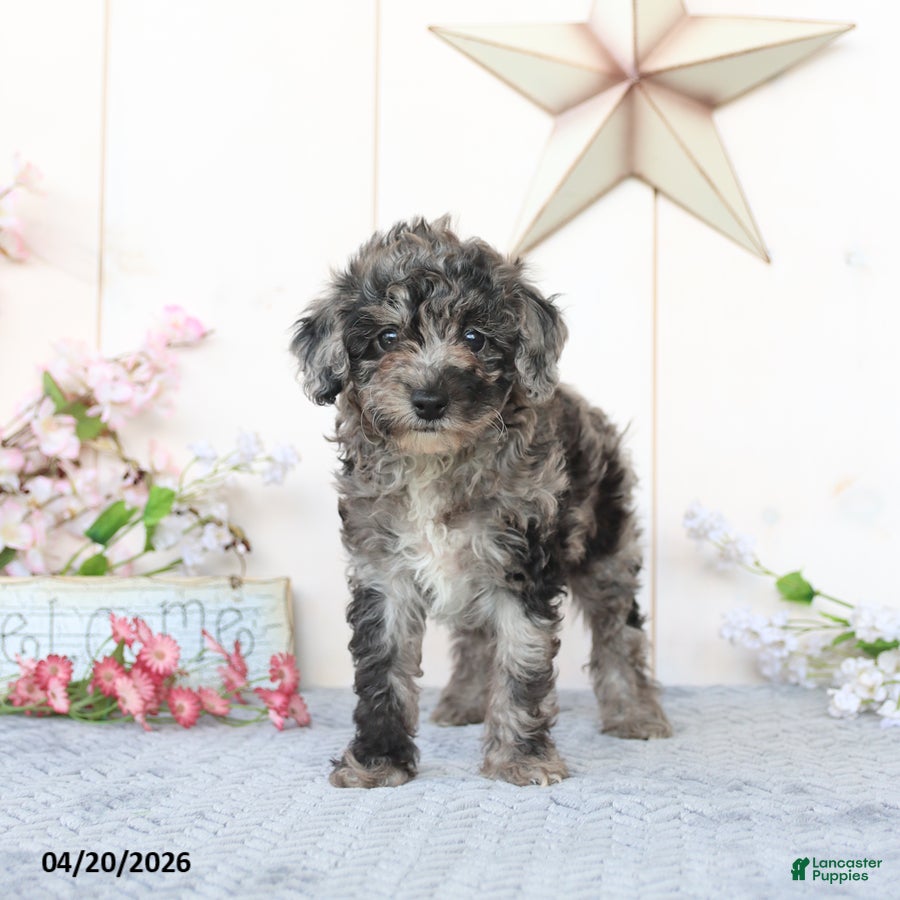 Miniature Poodle dogs Dixie - Ad 2