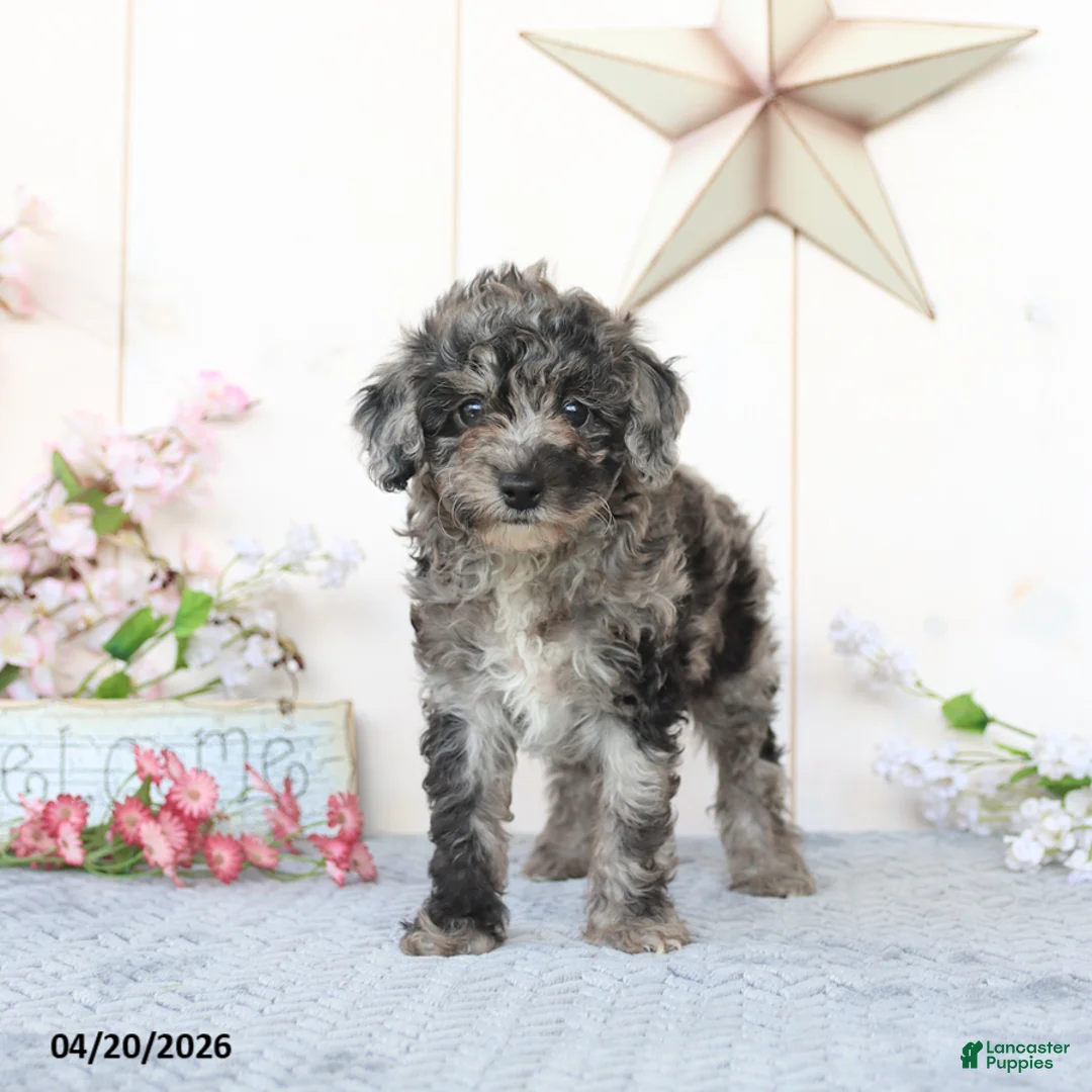 Miniature Poodle dogs for sale: Dixie - Ad 2