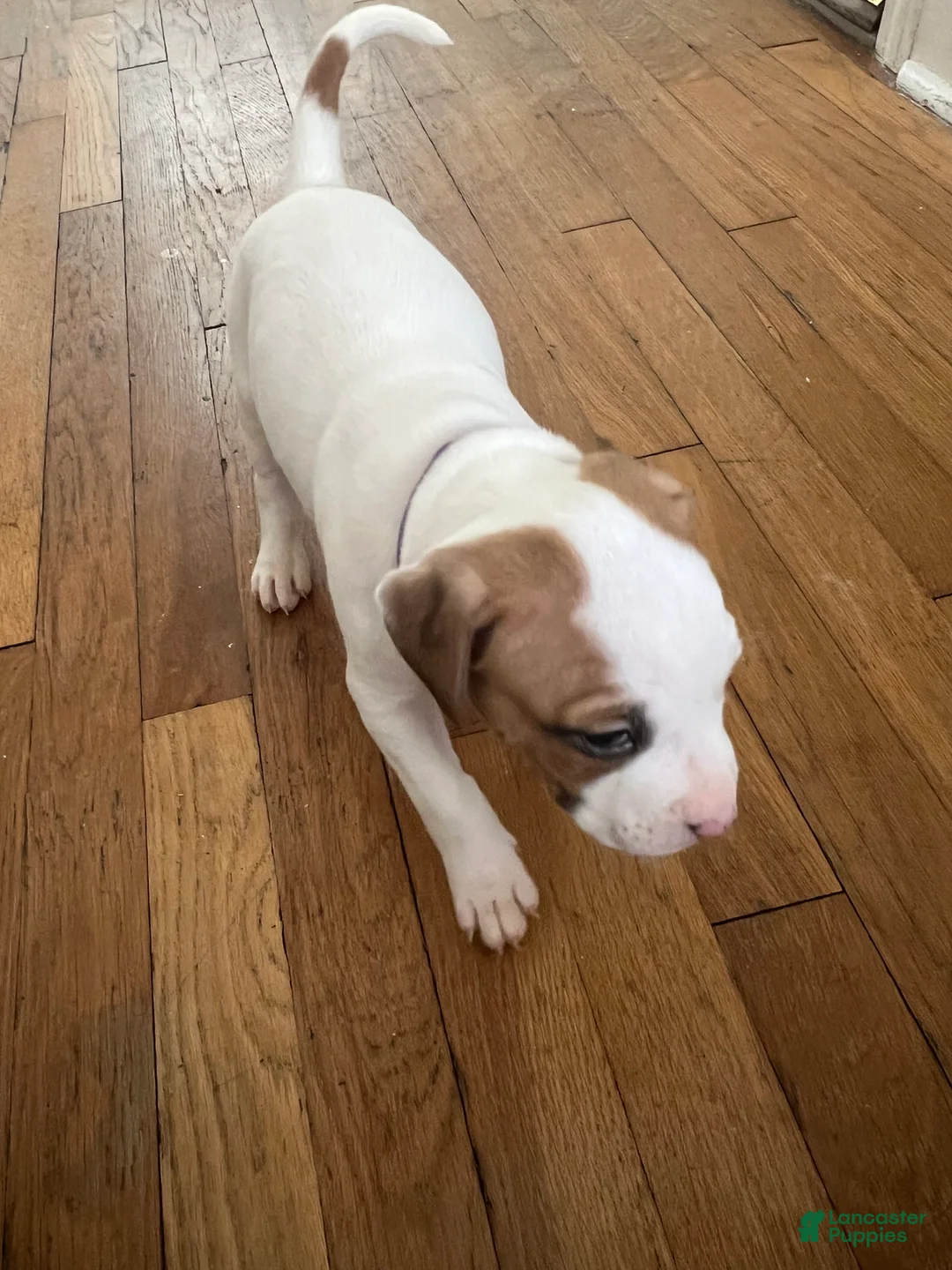 American Pit Bull Terrier dogs for sale: American Pit Bull Terrier Puppy 6 ( Ryan )  - Ad 2