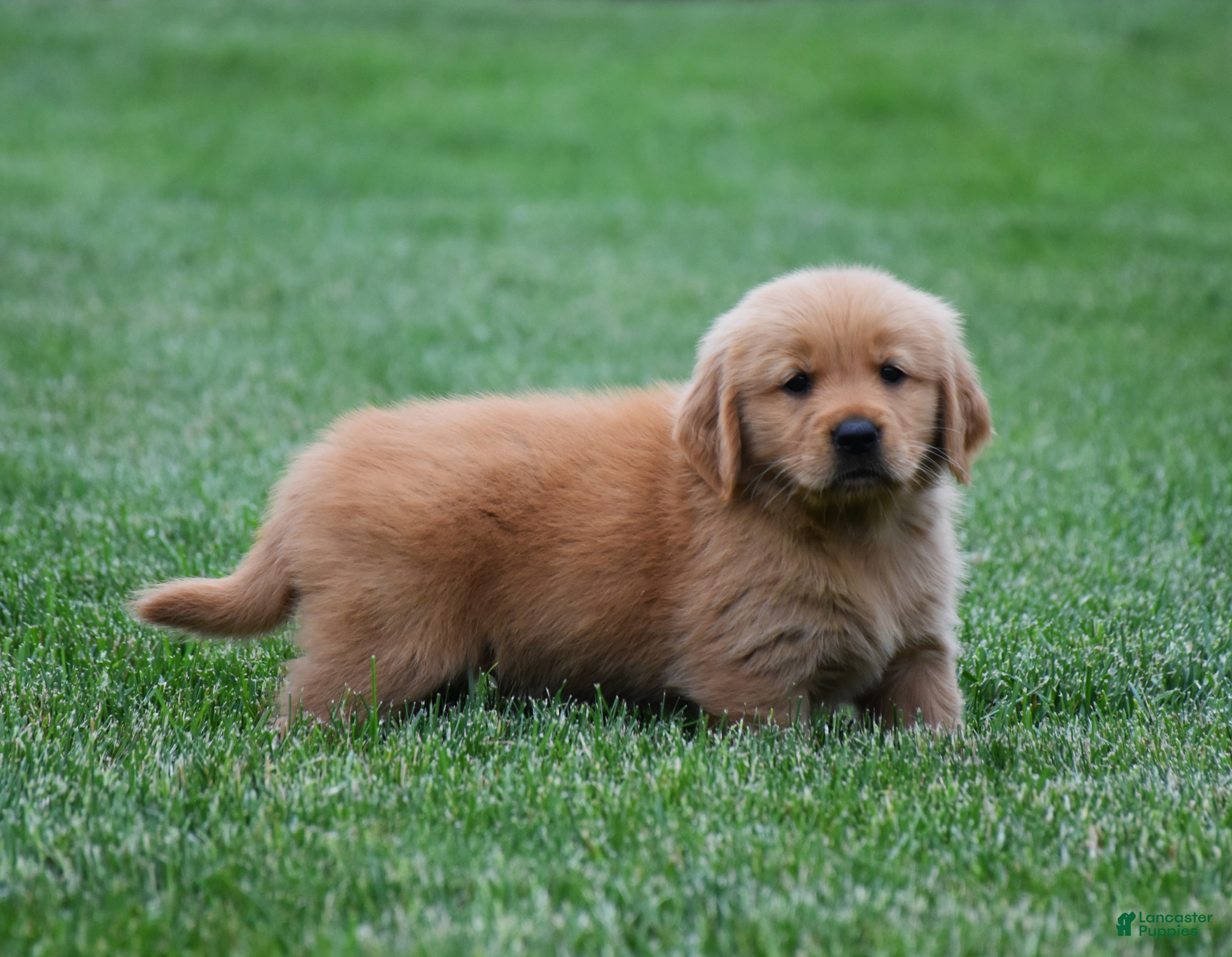 Golden Retriever dogs Max - Ad 1