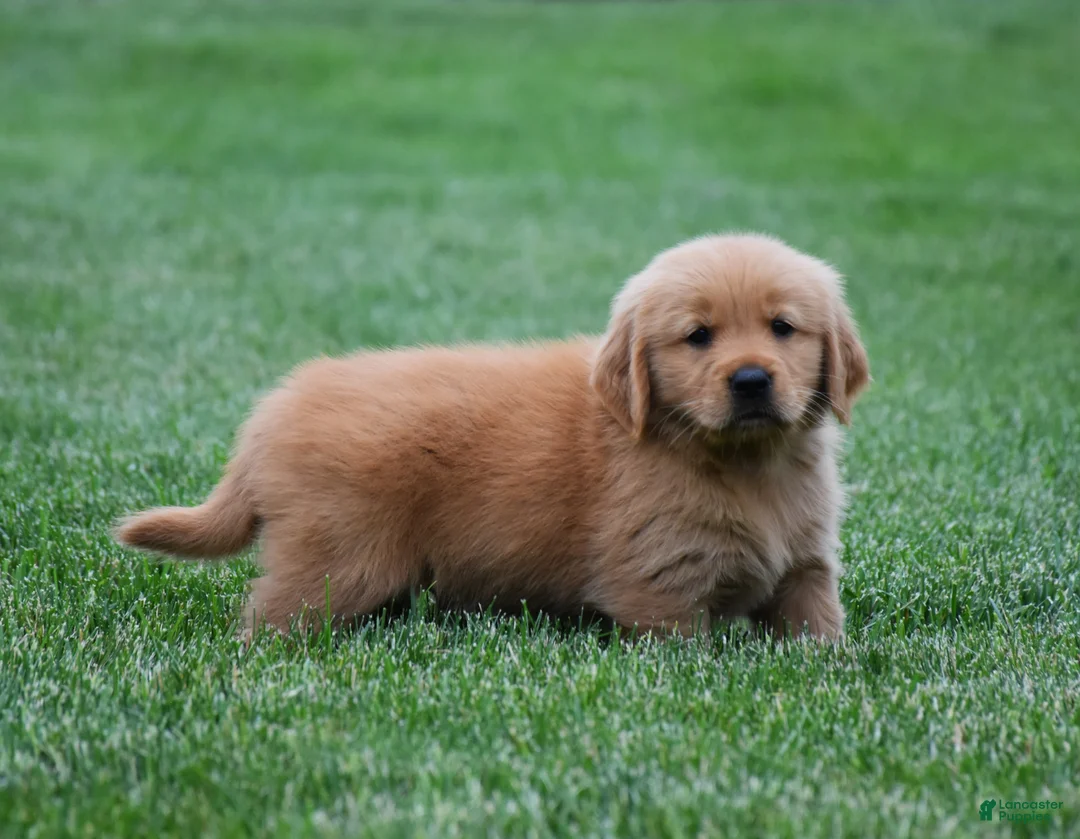 Golden Retriever dogs for sale: Max - Ad 1