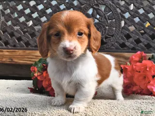 Miniature Dachshund dogs for sale: Bonny - Ad 1