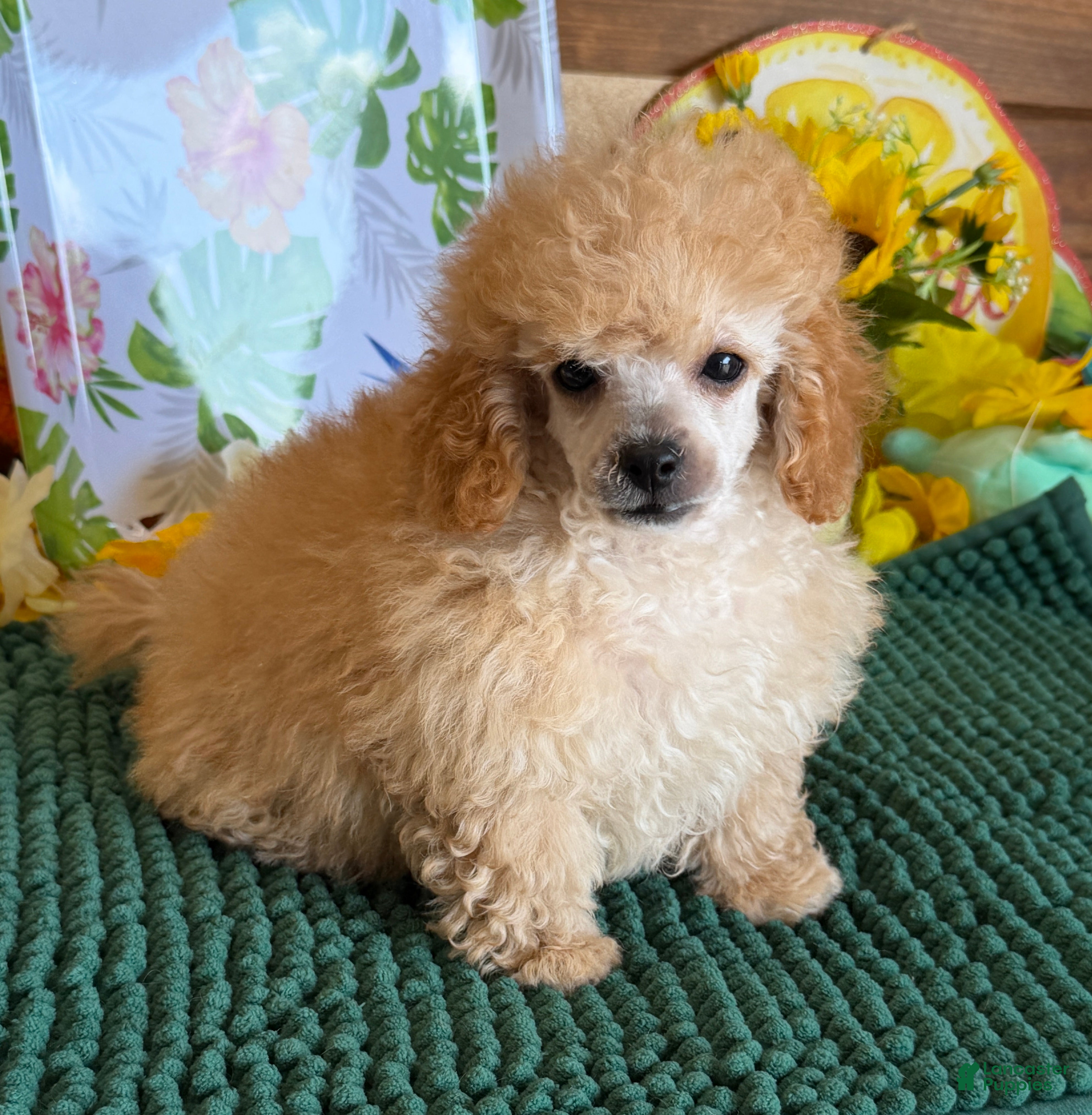 Toy Poodle dogs Adam - Ad 23