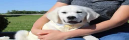 Golden Retriever dogs for sale: Chester - Ad 5