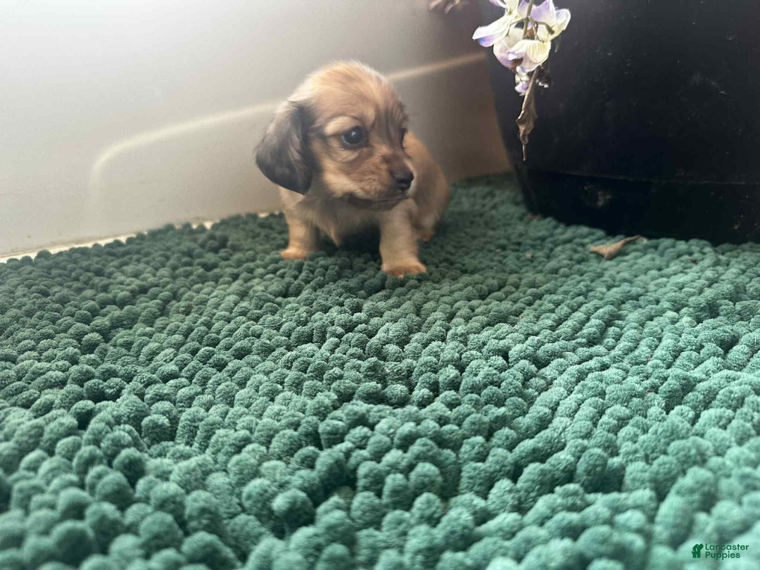 Dachshund dogs for sale: Mickey - Ad 13