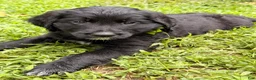 Bernedoodle dogs for sale: Green Bells - Ad 3