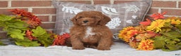 Toy Poodle dogs for sale: Taylor - Ad 3