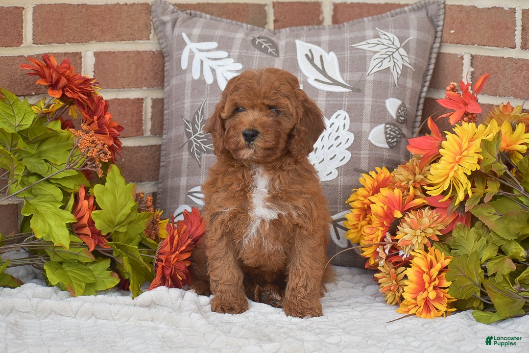 Toy Poodle dogs for sale: Taylor - Ad 3