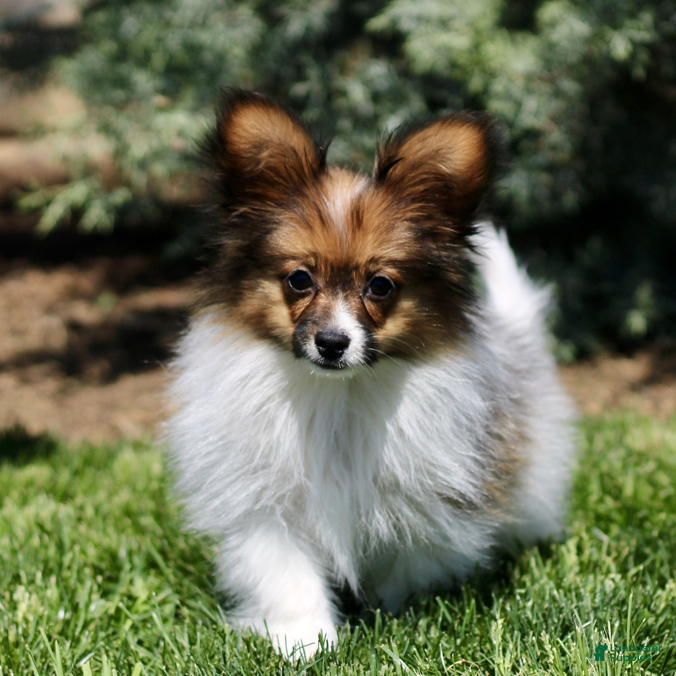 Papillon dogs Chase - Ad 2