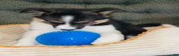 Mixed Breed dogs for sale: Annie - Ad 3
