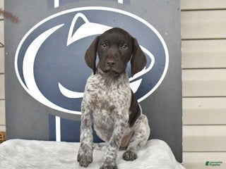German Shorthaired Pointer dogs - Ad 9