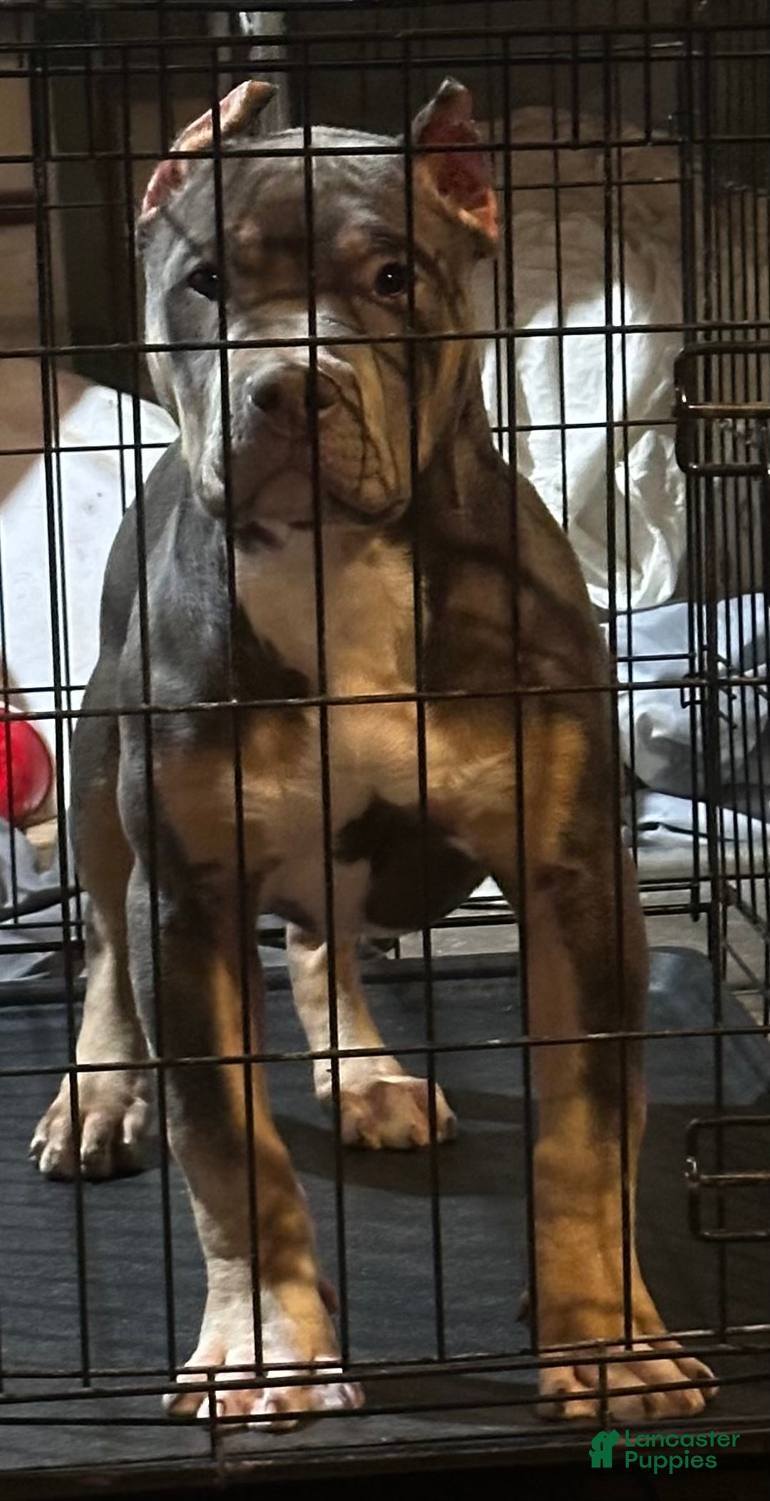 American Bully dogs for sale: Diezel - Ad 3