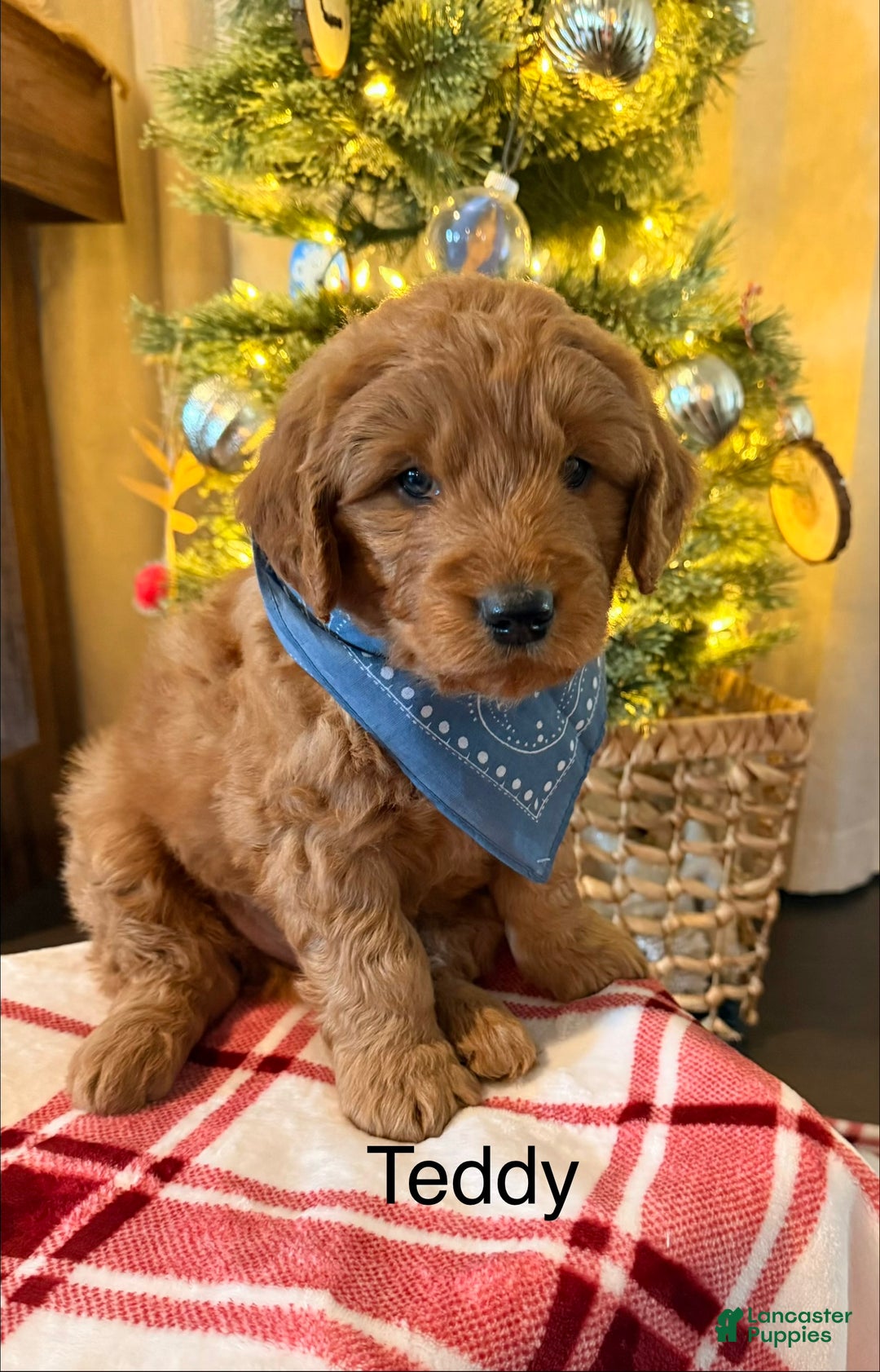 Mini Goldendoodle dogs for sale: Goose - Ad 9