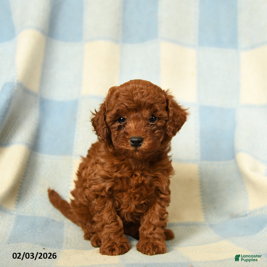 Miniature Poodle dogs Keturah - Ad 15
