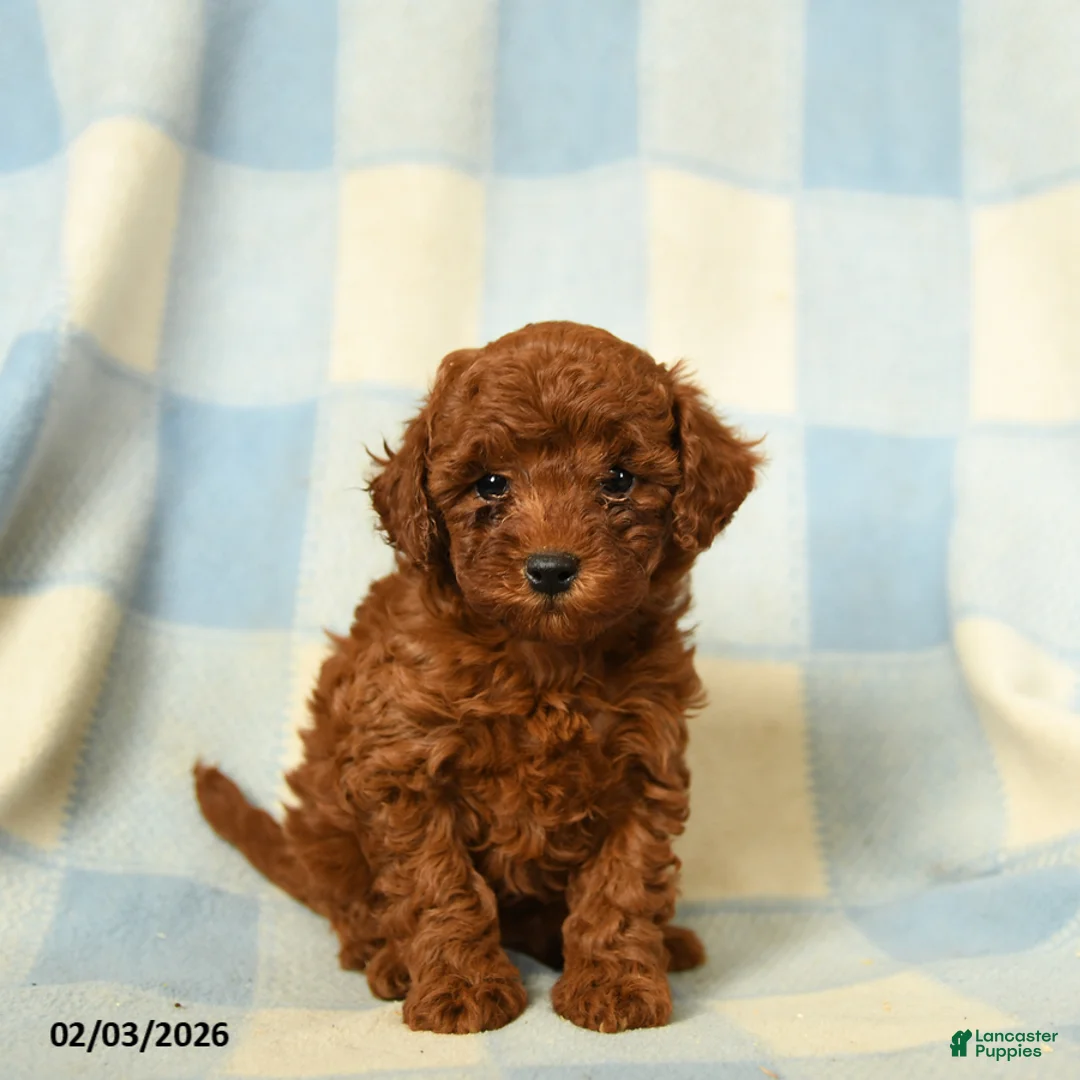 Miniature Poodle dogs for sale: Keturah - Ad 1