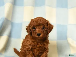 Miniature Poodle dogs Keturah - Ad 15