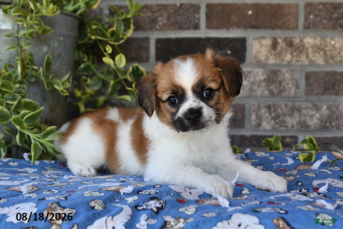 Papillon dogs Ace - Ad 1