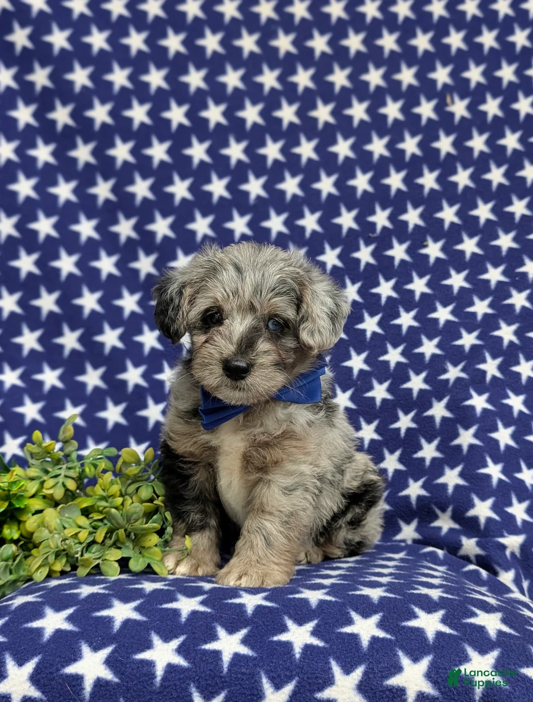 Corgipoo dogs for sale: Dalton - Ad 1