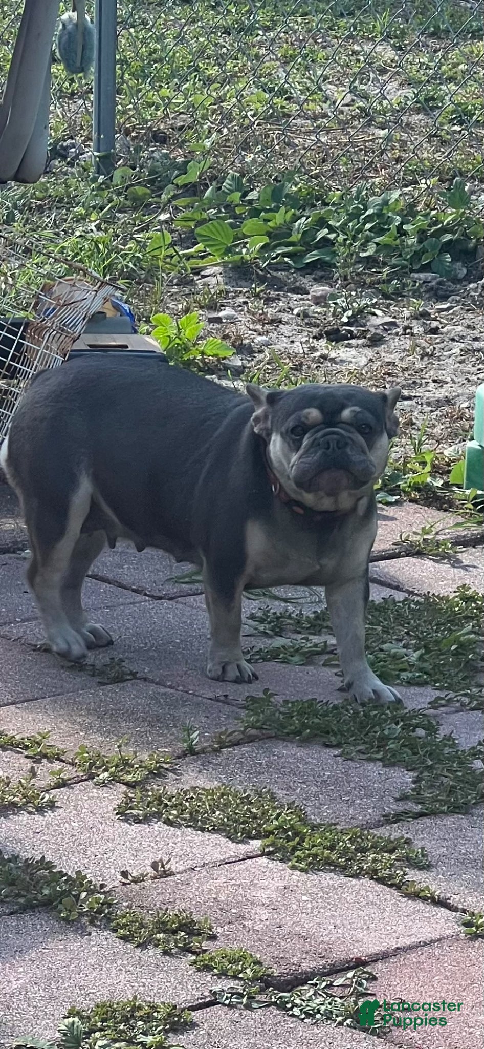 French Bulldog dogs French Bulldog Puppy 1 - Ad 2