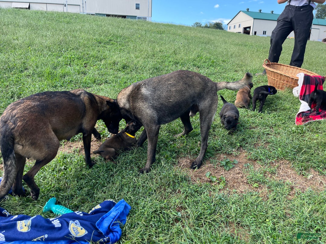 Belgian Malinois dogs for sale: Mocha ❤️alpha Akc Beauty 717-202-9120 - Ad 7