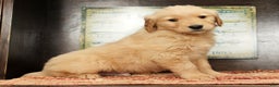 Golden Retriever dogs for sale: Dewy - Ad 3