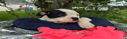 Olde English Bulldogge dogs for sale: Bopeep - Ad 4