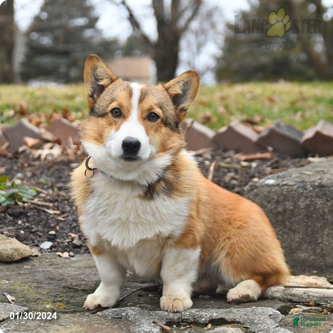 Gallery Image {{count}}