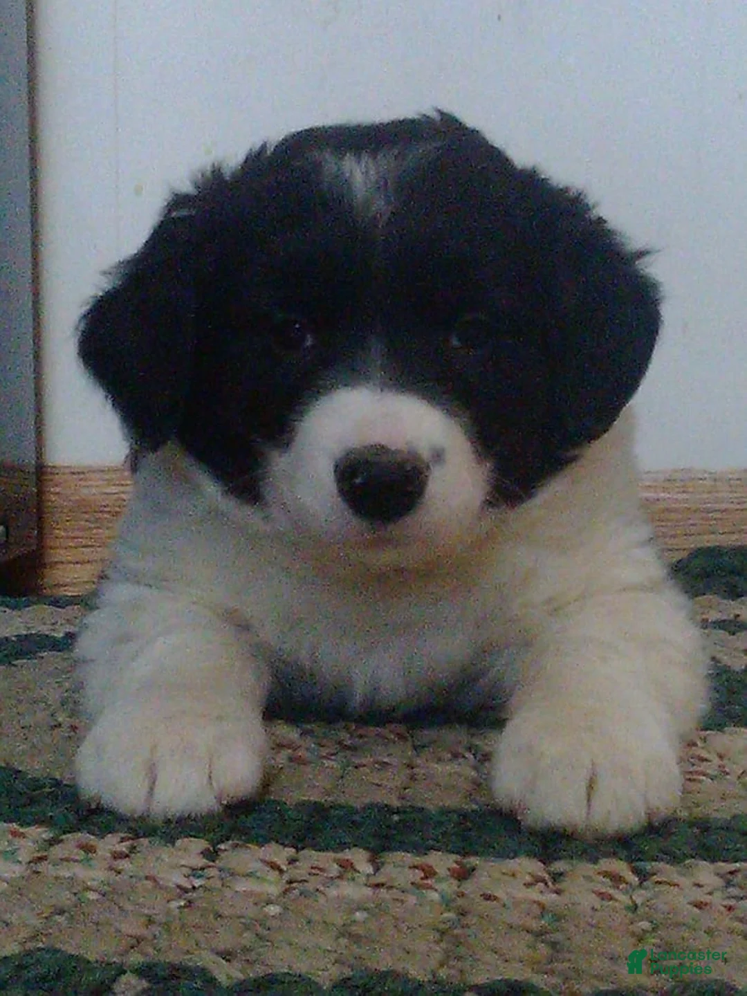 Gallery Image {{count}}