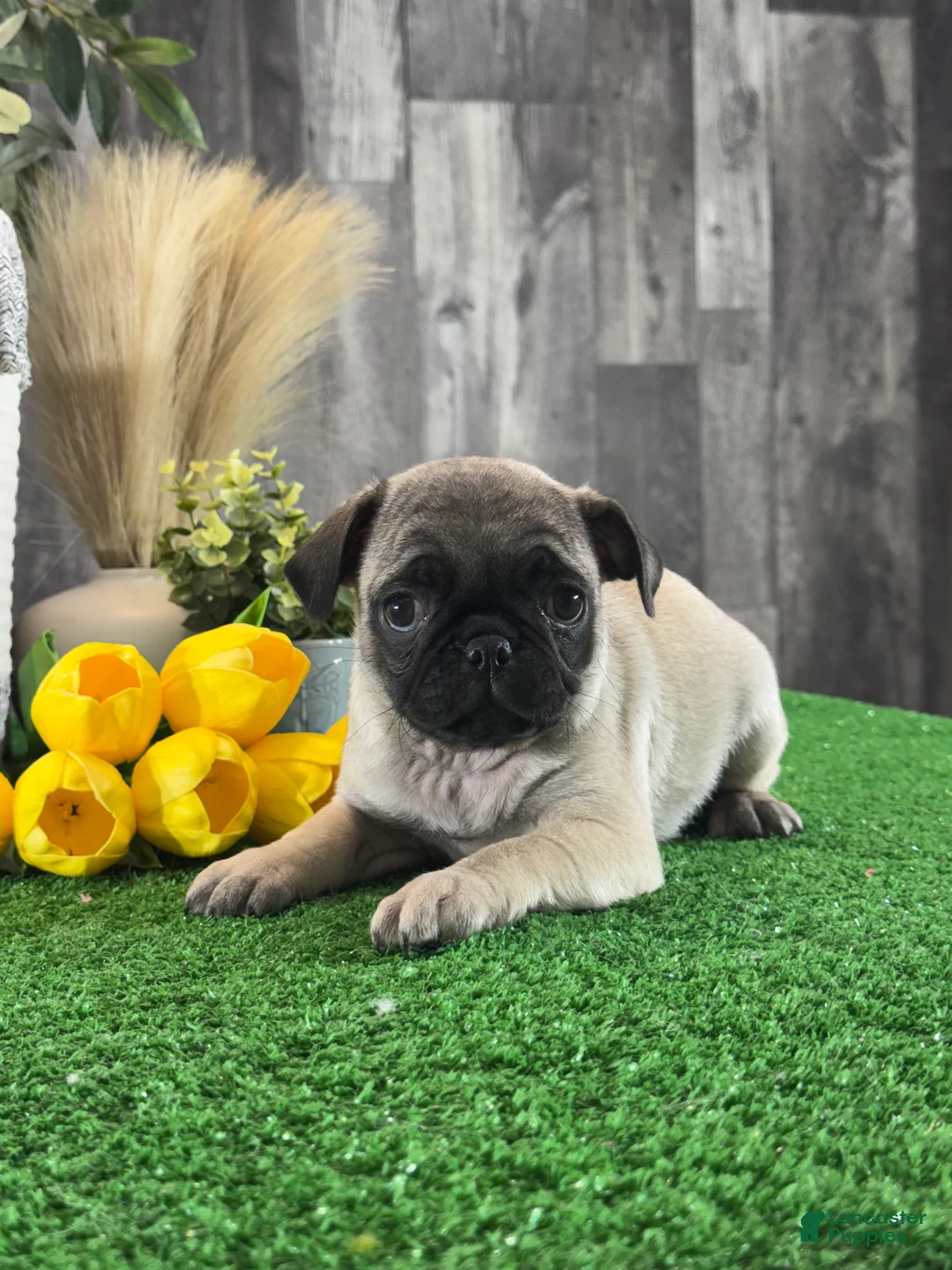 Pug dogs for sale: Patsy - Ad 2