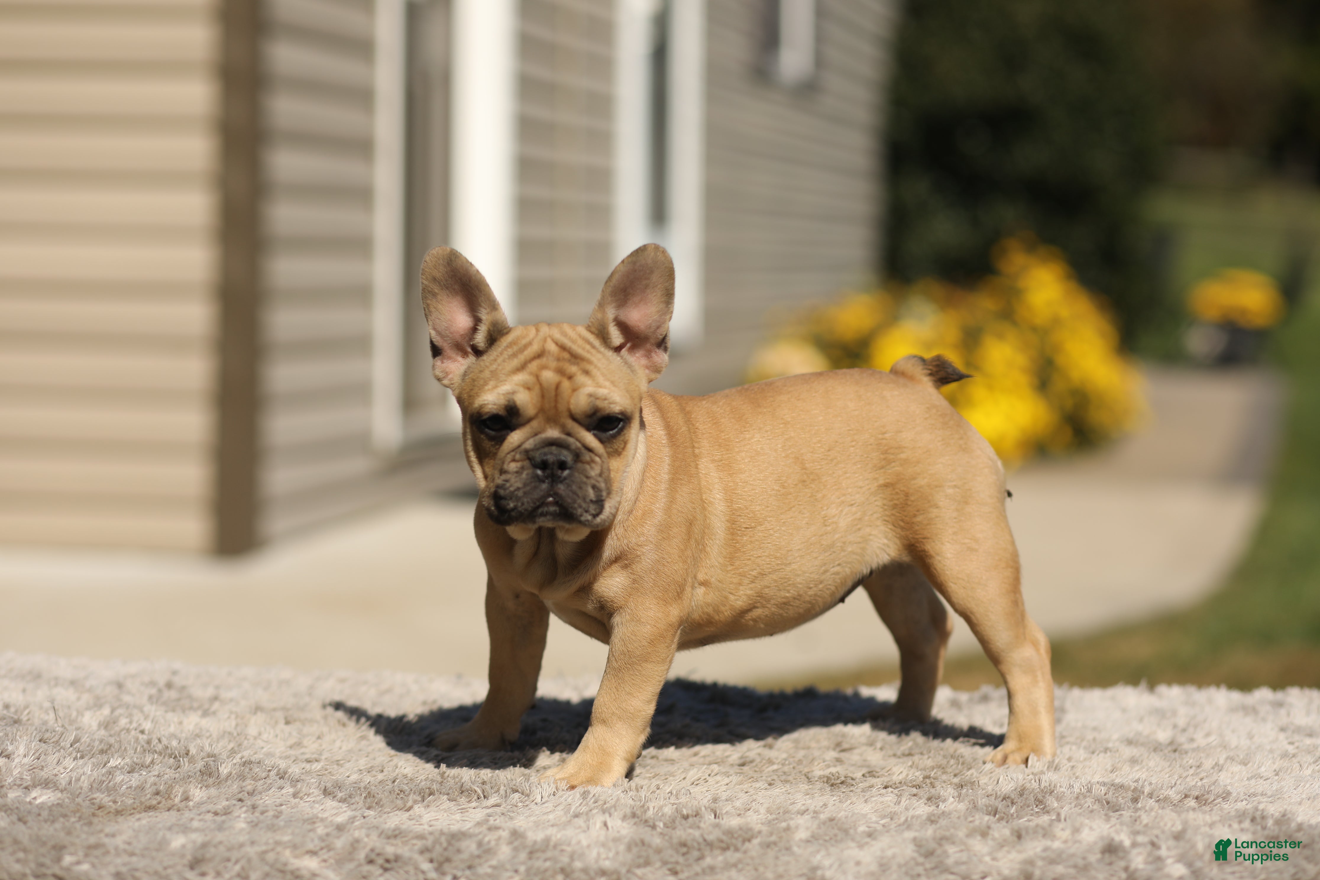 French Bulldog dogs Ocean – Fawn - Ad 1