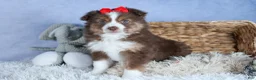 Miniature Australian Shepherd dogs for sale: ELVIS - Ad 13