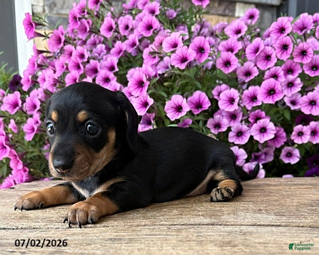 Dachshund dogs Oakley - Ad 2