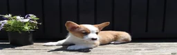 Welsh Corgi Pembroke dogs for sale: Samuel - Ad 3