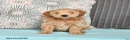 Cavapoo dogs for sale: Sasha - Ad 5