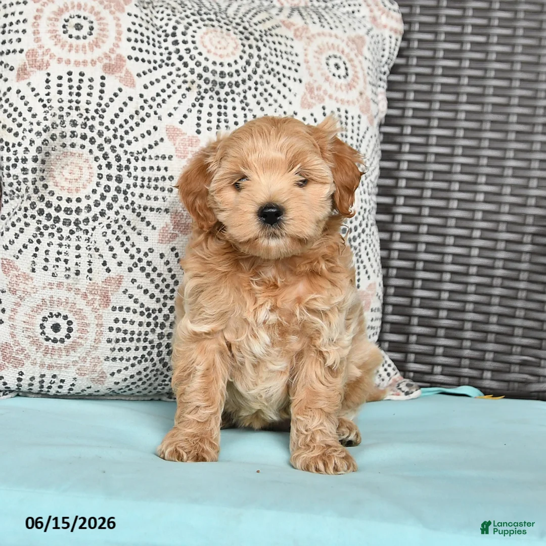 Cavapoo dogs for sale: Sasha - Ad 5