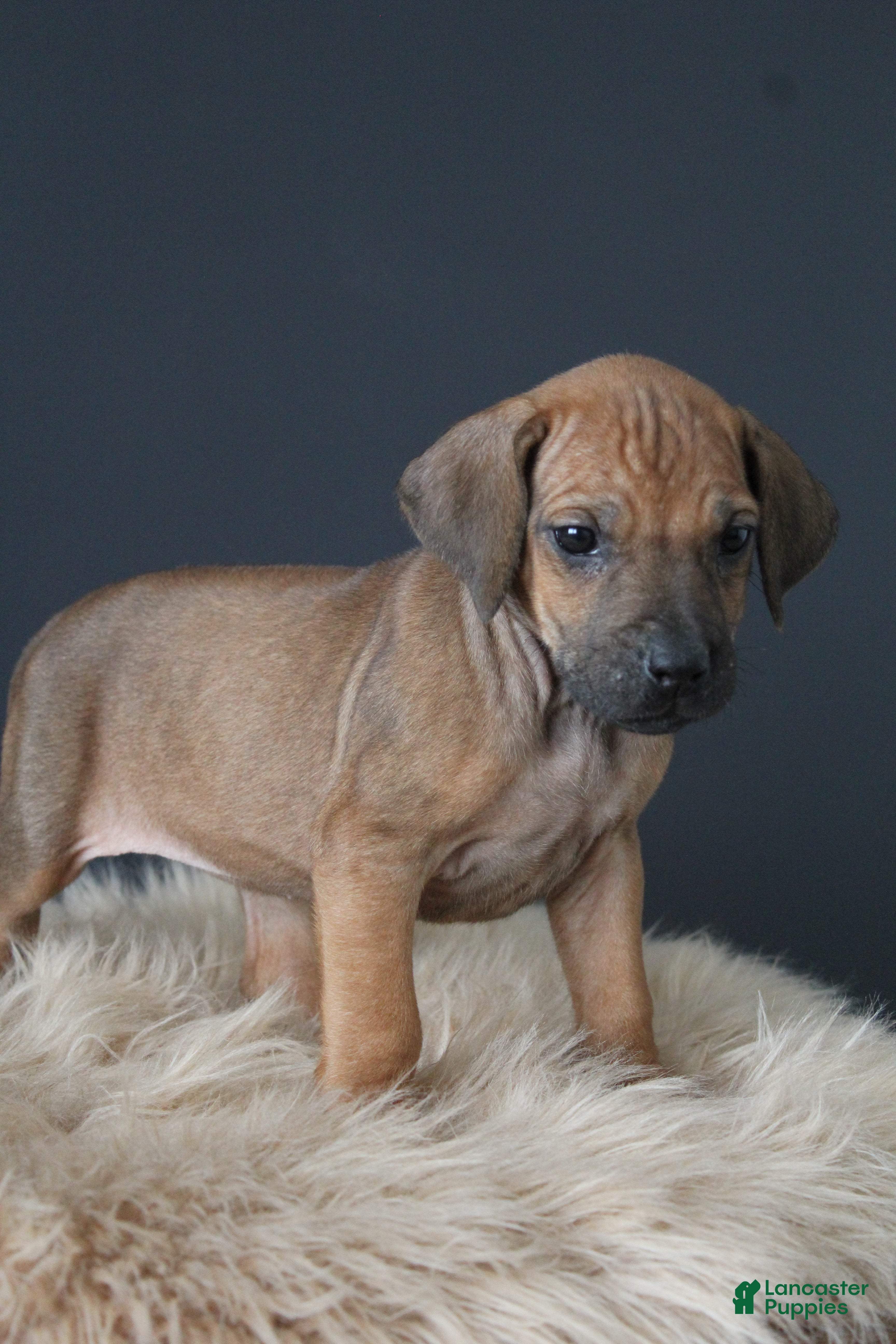 Rhodesian Ridgeback dogs Kaya - Ad 2