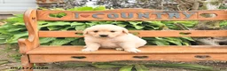 Golden Retriever dogs for sale: Doris - Ad 3