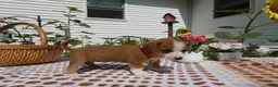 Jack Chi dogs for sale: Jack Chi 8 Sara - Ad 2