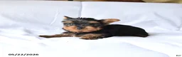 Yorkshire Terrier dogs for sale: Misty - Ad 4